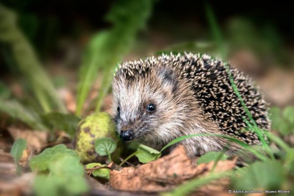 Gefahren lauern für Igel im Garten